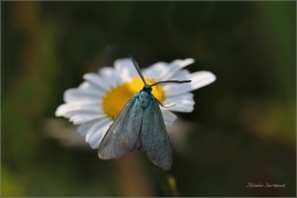 <p>ZELENÁČEK ŤOVÍKOVÝ (Adscita statices) --- /Green forester - Ampfer-Grünwidderchen/</p>